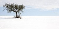 Damage to Olive Trees from the Snow