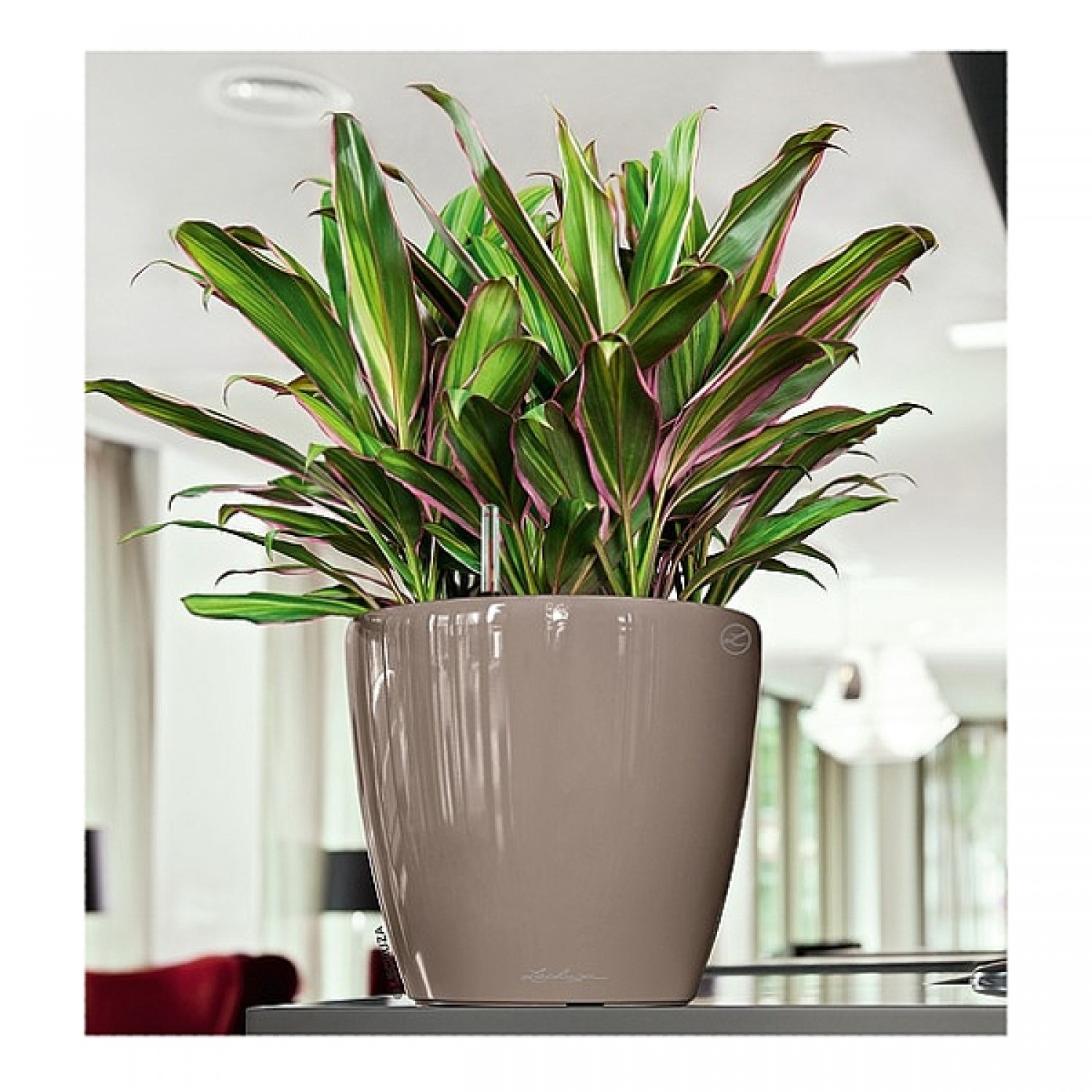 Lechuza CLASSICO Premium LS 50