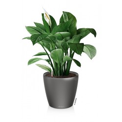 Lechuza CLASSICO Premium LS 35