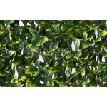 Decorative Schefflera Expandable Plastic Foliage 100x200cm Decorative Schefflera Expandable Plastic Foliage 100x200cm | kipogeorgiki.live