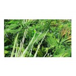 Synthetic Green Wall Tile Jungle Mix 100x100cm Green Wall Tile Jungle Mix 100x100cm | kipogeorgiki.live