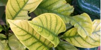 Iron Chlorosis-Fixing