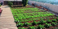 Rooftop Vegetable Gardens