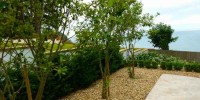 Evergreen Shrubs of Coastal Gardens & SeasideAreas