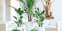 Lechuza Self Watering Planters - Sub-Irrigation Systems & Planting