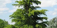 Deodar Cedar, the Himalayan Conifer in the Garden