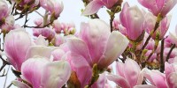 Chinese Magnolia, Description, Care & Use