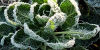Frost Plants Protection