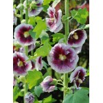 Αλθέα ή Δενδρομολόχα Μωβ-Λευκή Creme de Cassis (Αλθαία - Alcea rosea 'Creme de Cassis') Ρίζωμα Αλθέες ή Δενδρομολόχες Μωβ-Λευκές Creme de Cassis - Ριζώματα
