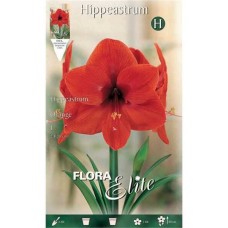 Αμαρυλλίδες Πορτοκαλί Βολβοί (Hippeastrum spp.)