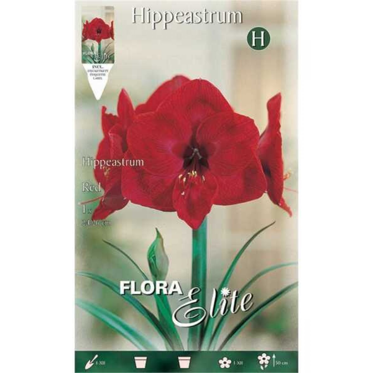 Αμαρυλλίδα Κόκκινη Βολβός (Hippeastrum spp.) - Ανοιξιάτικη & Φθινοπωρινή Φύτευση Αμαρυλλίδες Κόκκινες Βολβοί (Hippeastrum spp.)