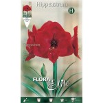 Αμαρυλλίδα Κόκκινη Βολβός (Hippeastrum spp.) - Ανοιξιάτικη & Φθινοπωρινή Φύτευση Αμαρυλλίδες Κόκκινες Βολβοί (Hippeastrum spp.)