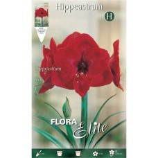 Αμαρυλλίδες Κόκκινες Βολβοί (Hippeastrum spp.)