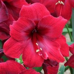 Αμαρυλλίδα Κόκκινη Βολβός (Hippeastrum spp.) - Ανοιξιάτικη & Φθινοπωρινή Φύτευση Αμαρυλλίδες Κόκκινες Βολβοί (Hippeastrum spp.)