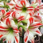 Αμαρυλλίδα Δίχρωμη Κόκκινη - Λευκή (Hippeastrum spp.) Βολβός - Ανοιξιάτικη & Φθινοπωρινή Φύτευση Αμαρυλλίδες Δίχρωμες Κόκκινες - Λευκές Βολβοί