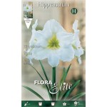 Αμαρυλλίδα Λευκή Βολβός (Hippeastrum spp.) - Ανοιξιάτικη & Φθινοπωρινή Φύτευση Αμαρυλλίδες Λευκές Βολβοί (Hippeastrum spp.)