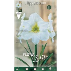 Αμαρυλλίδες Λευκές Βολβοί (Hippeastrum spp.)