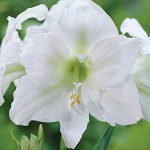 Αμαρυλλίδα Λευκή Βολβός (Hippeastrum spp.) - Ανοιξιάτικη & Φθινοπωρινή Φύτευση Αμαρυλλίδες Λευκές Βολβοί (Hippeastrum spp.)
