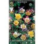 Ακουϊλέγκια Mckanna Mixed Διάφορα Χρώματα (Aquilegia vulgaris ‘Mckanna’) Ρίζα - 806407 Ακουϊλέγκιες Διάφορα Χρώματα Mckanna Mixed - Ρίζα