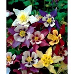 Ακουϊλέγκια Mckanna Mixed Διάφορα Χρώματα (Aquilegia vulgaris ‘Mckanna’) Ρίζα - 806407 Ακουϊλέγκιες Διάφορα Χρώματα Mckanna Mixed - Ρίζα
