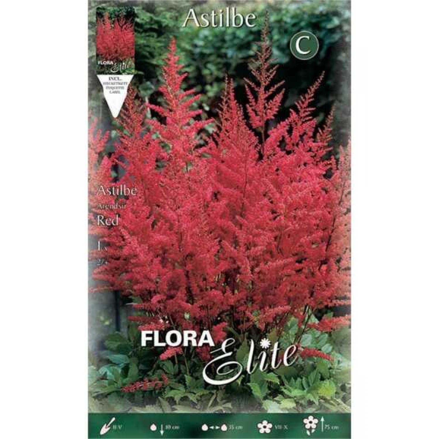 Astilbe arendsii Red (Astilbe × arendsii ‘Red’) Rhizome Astilbes arendsii Red (Astilbe × arendsii ‘Red’) Rhizomes