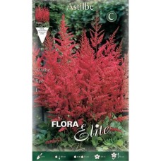 Αστίλβες Κόκκινες arendsii Red (Astilbe × arendsii ‘Red’)