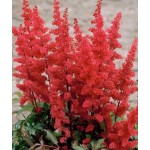 Astilbe arendsii Red (Astilbe × arendsii ‘Red’) Rhizome Astilbes arendsii Red (Astilbe × arendsii ‘Red’) Rhizomes