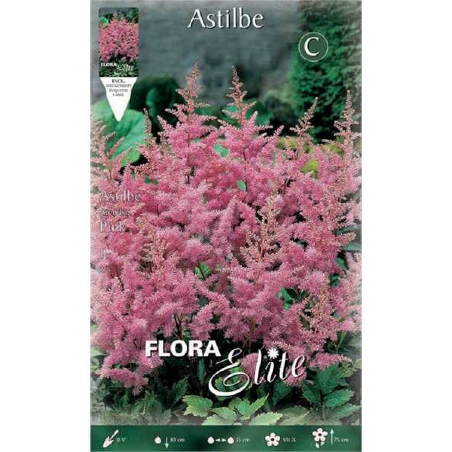 Αστίλβη Ροζ Arendsii Pink (Astilbe × arendsii ‘Pink’) Ρίζωμα (849879) Αστίλβες Ροζ Arendsii Pink (Astilbe × arendsii ‘Pink’) - Ριζώματα