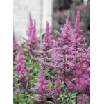 Αστίλβη Ροζ Arendsii Pink (Astilbe × arendsii ‘Pink’) Ρίζωμα (849879) Αστίλβες Ροζ Arendsii Pink (Astilbe × arendsii ‘Pink’) - Ριζώματα