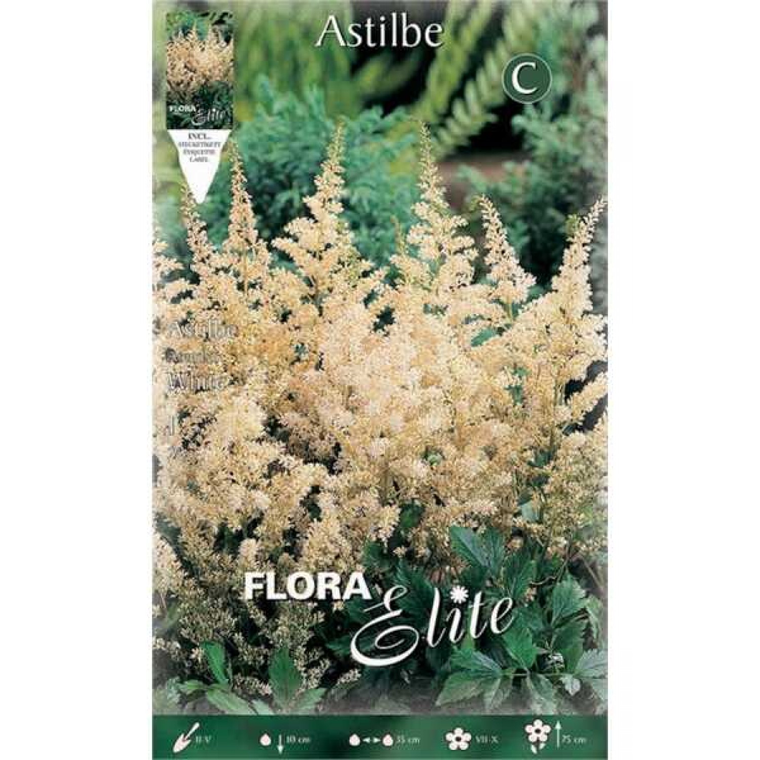Αστίλβη Λευκή arendsii White (Astilbe × arendsii ‘White’) - Ρίζωμα (850226) Αστίλβες Λευκές arendsii White (Astilbe × arendsii ‘White’)