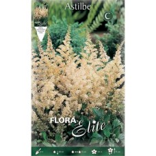 Αστίλβες Λευκές arendsii White (Astilbe × arendsii ‘White’)