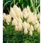 Αστίλβη Λευκή arendsii White (Astilbe × arendsii ‘White’) - Ρίζωμα (850226) Αστίλβες Λευκές arendsii White (Astilbe × arendsii ‘White’)