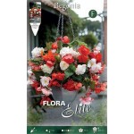 Μπιγκόνια Odorata Mixed Ανάμειχτα Χρώματα (Begonia odorata) Κονδυλόρριζα (792168) Μπιγκόνιες ή Μπιγόνιες Ανάμειχτα Χρώματα Odorata Mixed