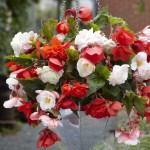 Μπιγκόνια Odorata Mixed Ανάμειχτα Χρώματα (Begonia odorata) Κονδυλόρριζα (792168) Μπιγκόνιες ή Μπιγόνιες Ανάμειχτα Χρώματα Odorata Mixed
