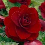 Μπιγκόνια ή Μπιγόνια Διπλή Κόκκινη (Begonia × tuberhybrida ‘Double Red’) Κονδυλόρριζα (807176) Μπιγκόνιες ή Μπιγόνιες Διπλές Κόκκινες Double Red