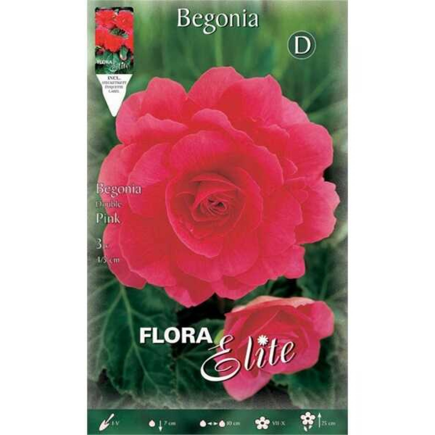Μπιγκόνια ή Μπιγόνια Διπλή Ροζ (Begonia × tuberhybrida ‘Double Pink’) Κονδυλόρριζα (807527) Μπιγκόνιες ή Μπιγόνιες Διπλές Ροζ Double Pink