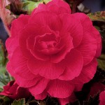 Μπιγκόνια ή Μπιγόνια Διπλή Ροζ (Begonia × tuberhybrida ‘Double Pink’) Κονδυλόρριζα (807527) Μπιγκόνιες ή Μπιγόνιες Διπλές Ροζ Double Pink