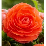 Μπιγόνια ή Μπιγκόνια Διπλή Πορτοκαλί (Begonia × tuberhybrida ‘Double Orange’) Κονδυλόρριζα (807879) Μπιγόνιες ή Μπιγκόνιες Διπλές Πορτοκαλί Double Orange