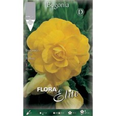 Μπιγκόνιες ή Μπιγόνιες Διπλές Κίτρινες Double Yellow