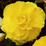 Begonia ‘Double Yellow’ (Begonia × tuberhybrida ‘Double Yellow’) Tuberous (808227) Begonia ‘Double Yellow’ Tuberous