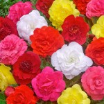 Begonia Double Mixed (Begonia × tuberhybrida - Double Mixed) Tuberous (809279) Begonias Double Mixed Tuberous