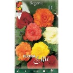Μπιγκόνια Διπλή Ανάμεικτη Fimbriata Mixed (Begonia × tuberhybrida ‘Fimbriata' - Mixed) Κονδυλόρριζα (810671) Μπιγκόνιες ή Μπιγόνιες Διπλές Ανάμεικτες Fimbriata Mixed