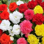Μπιγκόνια Διπλή Ανάμεικτη Fimbriata Mixed (Begonia × tuberhybrida ‘Fimbriata' - Mixed) Κονδυλόρριζα (810671) Μπιγκόνιες ή Μπιγόνιες Διπλές Ανάμεικτες Fimbriata Mixed