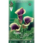 Arum Lily ‘Picasso’ (Zantedeschia elliottiana ‘Picasso’) Rhizome Arum Lily ‘Picasso’ (Zantedeschia elliottiana ‘Picasso’)