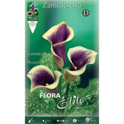 Arum Lily ‘Picasso’ (Zantedeschia elliottiana ‘Picasso’)