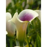 Arum Lily ‘Picasso’ (Zantedeschia elliottiana ‘Picasso’) Rhizome Arum Lily ‘Picasso’ (Zantedeschia elliottiana ‘Picasso’)