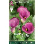 Arum Lily ‘Purple Sensation’ (Zantedeschia elliottiana ‘Purple Sensation’) - Rhizome (791109)