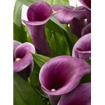Arum Lily ‘Purple Sensation’ (Zantedeschia elliottiana ‘Purple Sensation’) - Rhizome (791109)