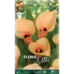 Arum Lily ‘Salmon’ (Zantedeschia elliottiana ‘Salmon’) Rhizome