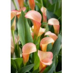 Arum Lily ‘Salmon’ (Zantedeschia elliottiana ‘Salmon’) Arum Lily ‘Salmon’ (Zantedeschia elliottiana ‘Salmon’) Rhizome
